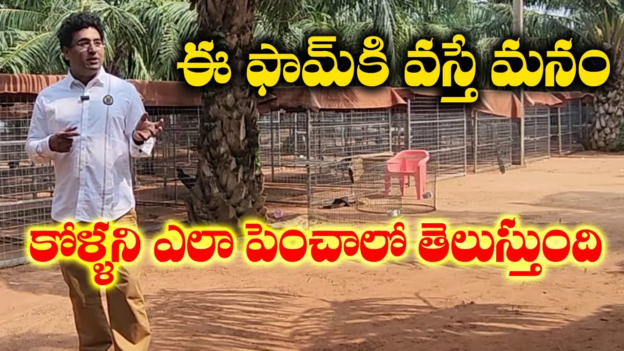 Singavaram Chandu Gari Farm  Part 3 I Best Sankarthi kodi Pandalu team  best roosters in india
