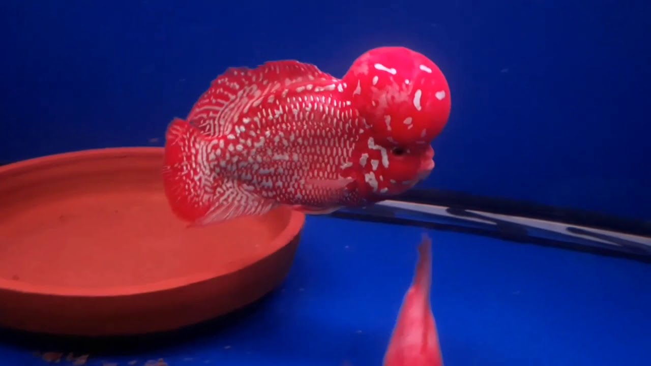 Top 50 Flowerhorn fish Champion and Competition Quality Fishes