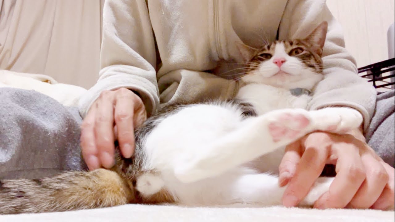 マッサージをすると必ず起こること#ネコ #猫 #猫のいる暮らし #猫動画 #ねこ #こねこ #子猫 #保護猫 #ペット #動物 #成長 