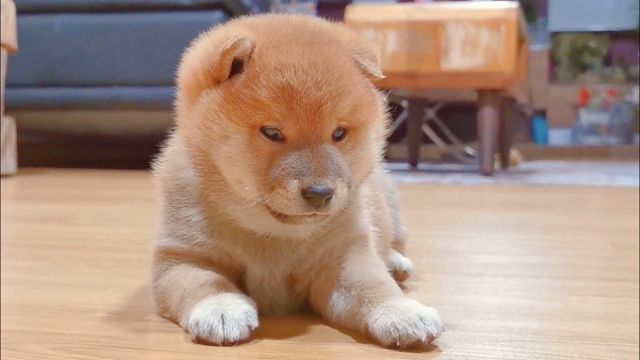 Puppy Discovers How to Drink Water for the 1st Time!