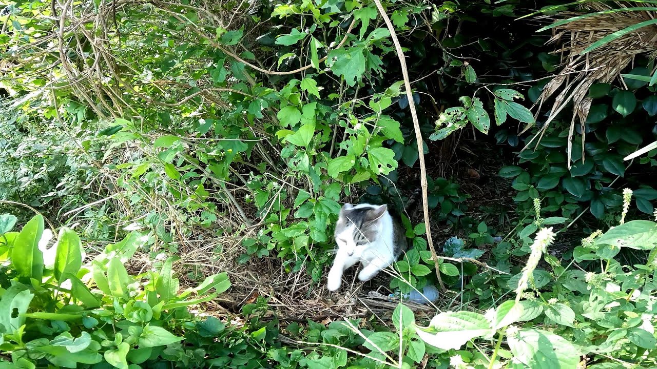 猫。ぬこ。ぴょん