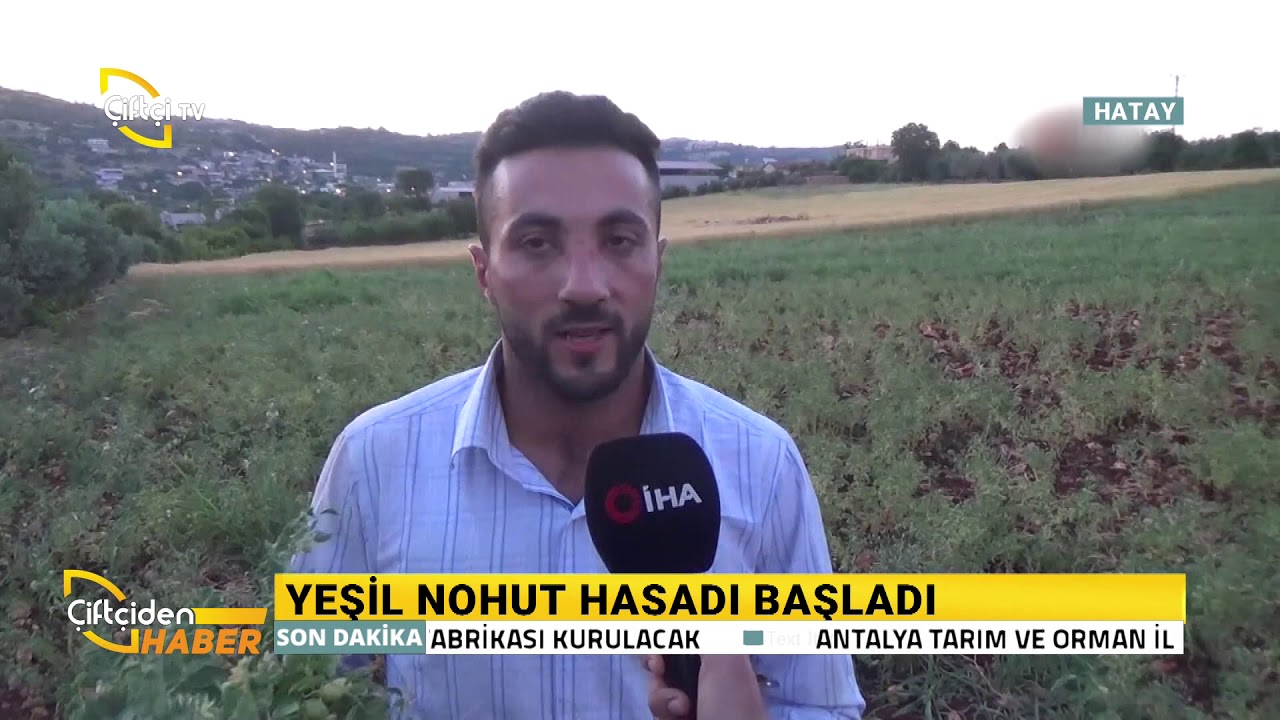 Hatay'da Yeşil Nohut Hasadı Başladı