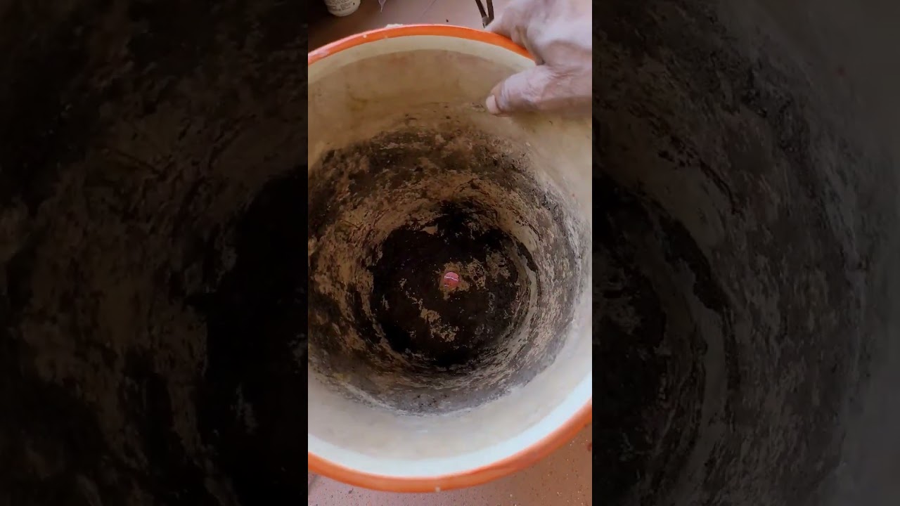 Repotting of Croton and Schefflera plant 
