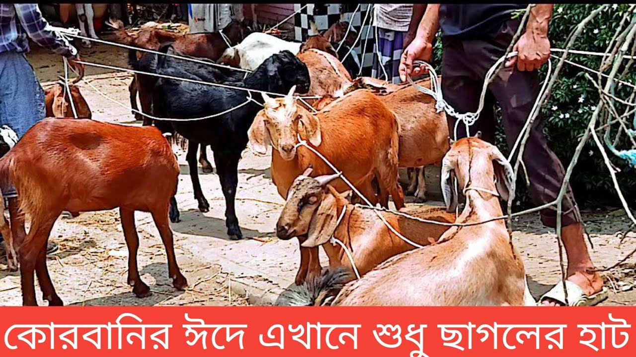 কোরবানির ঈদে মালিবাগ কমিউনিটির সামনে ছাগলের হাট