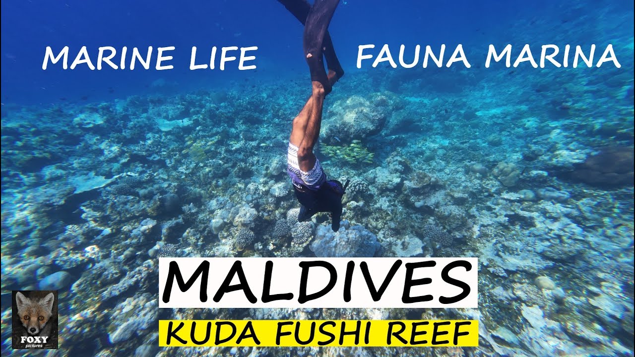Kuda Fushi  Marine Life - MALDIVES