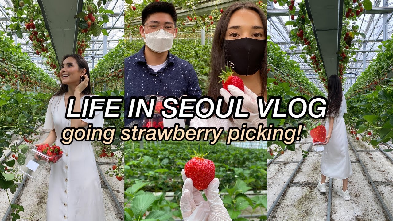 Life in Korea VLOG: Strawberry picking in Seoul 🍓ft. cute farm animals