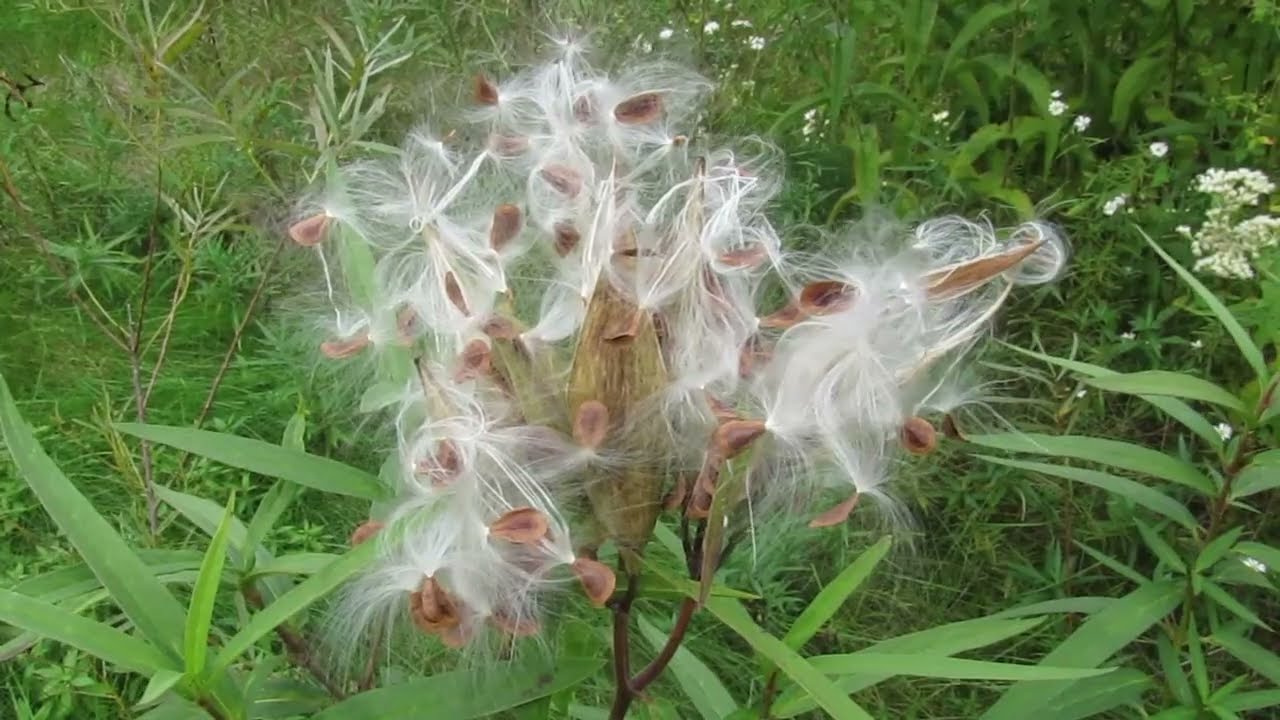 Milkweed Seeds Swaying In The Breeze #milkweed #natureinminnesota #Godonlyknows
