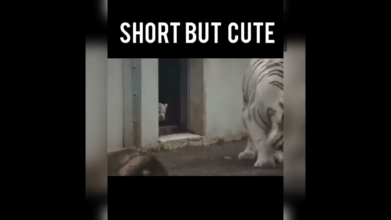 Short but cute: tiger cub sneaks on his mother and surprise her #wildanimals #tigers #tigercubs