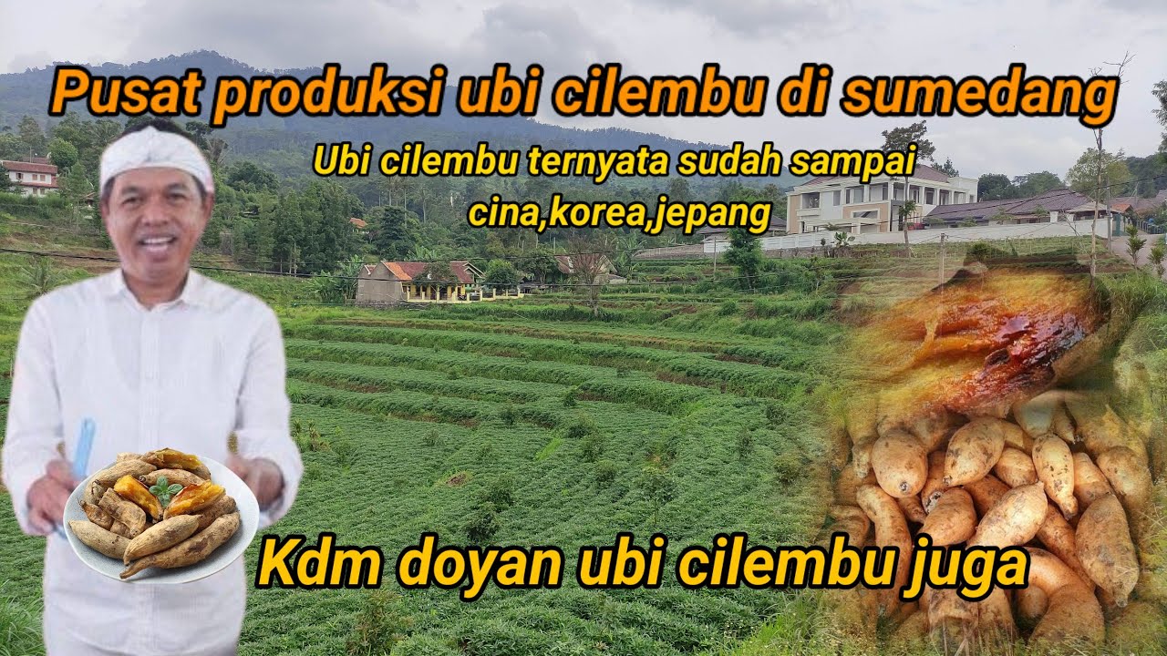 Intip Kampung milyarder ‼️Produksi Ubi cilembu terbesar kota sumedang kdm akan kesini?