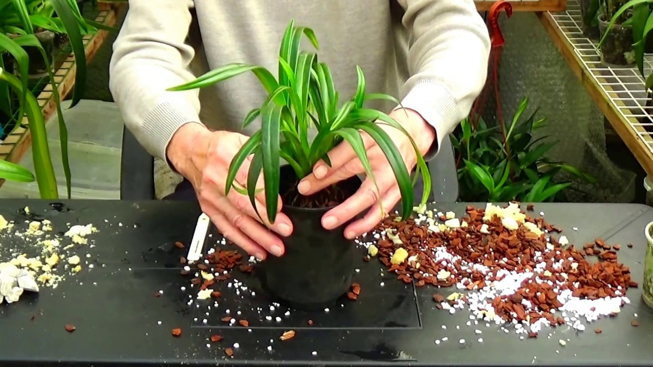 Repotting a Phragmipedium