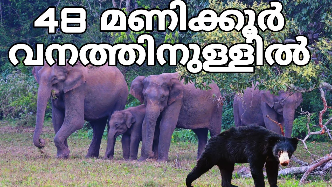കരടിയും ആനയും കാട്ടുപോത്തുമൊക്കെയായി രണ്ടു ദിവസം കാടിനുള്ളിൽ| Tiger trail part 2
