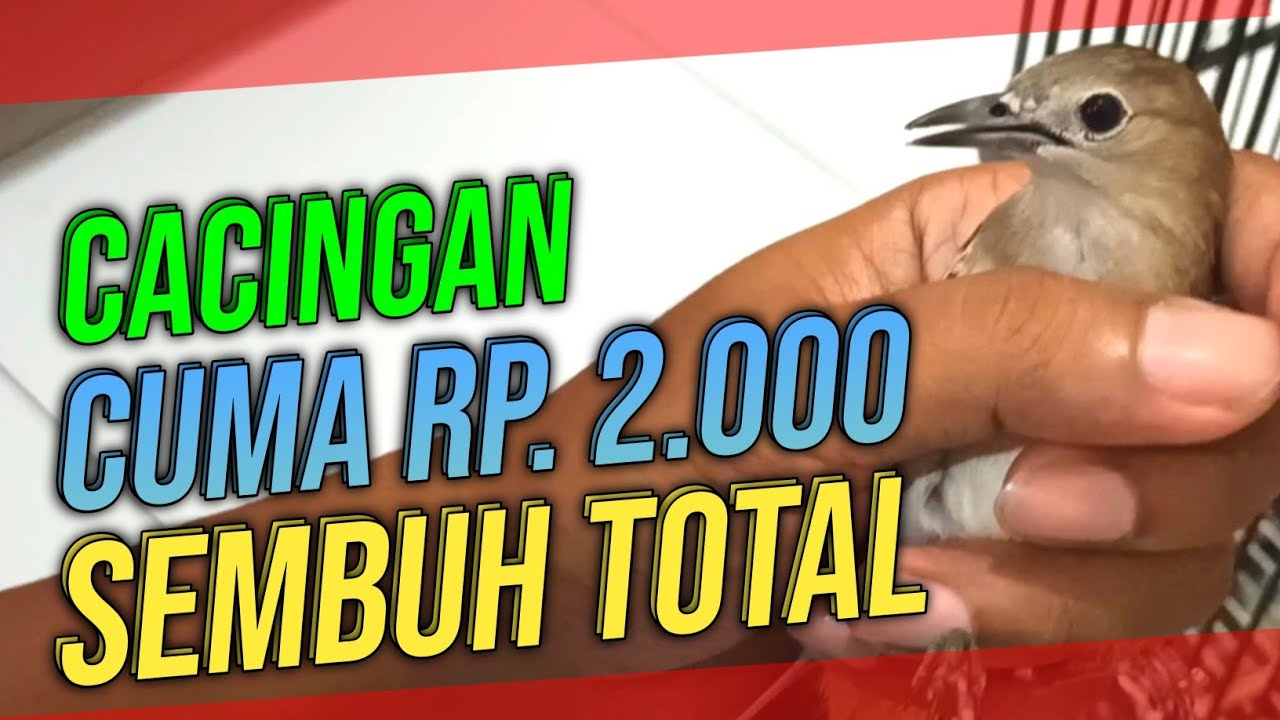 Obat Cacing Burung MURAH MERIAH Tapi AMPUH !