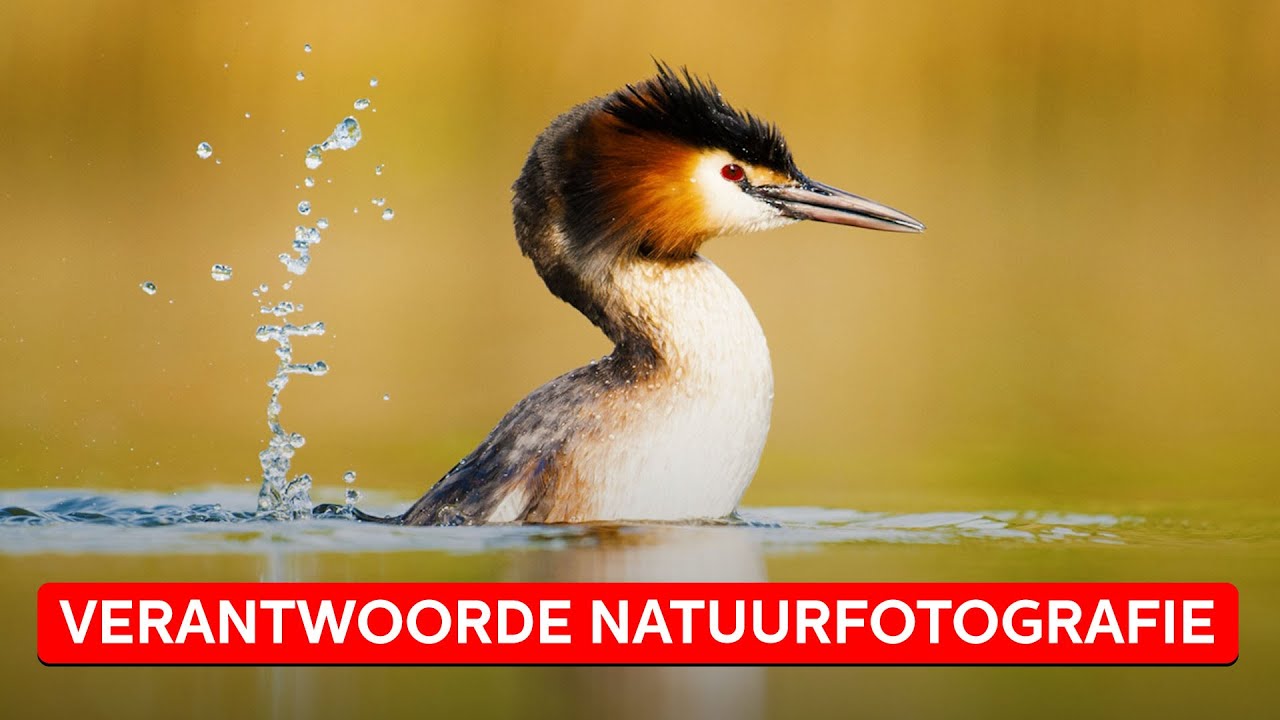 NATUURFOTOGRAFIE: zo ga je verantwoord met de natuur om | Natuurfotografie | Zoom.nl