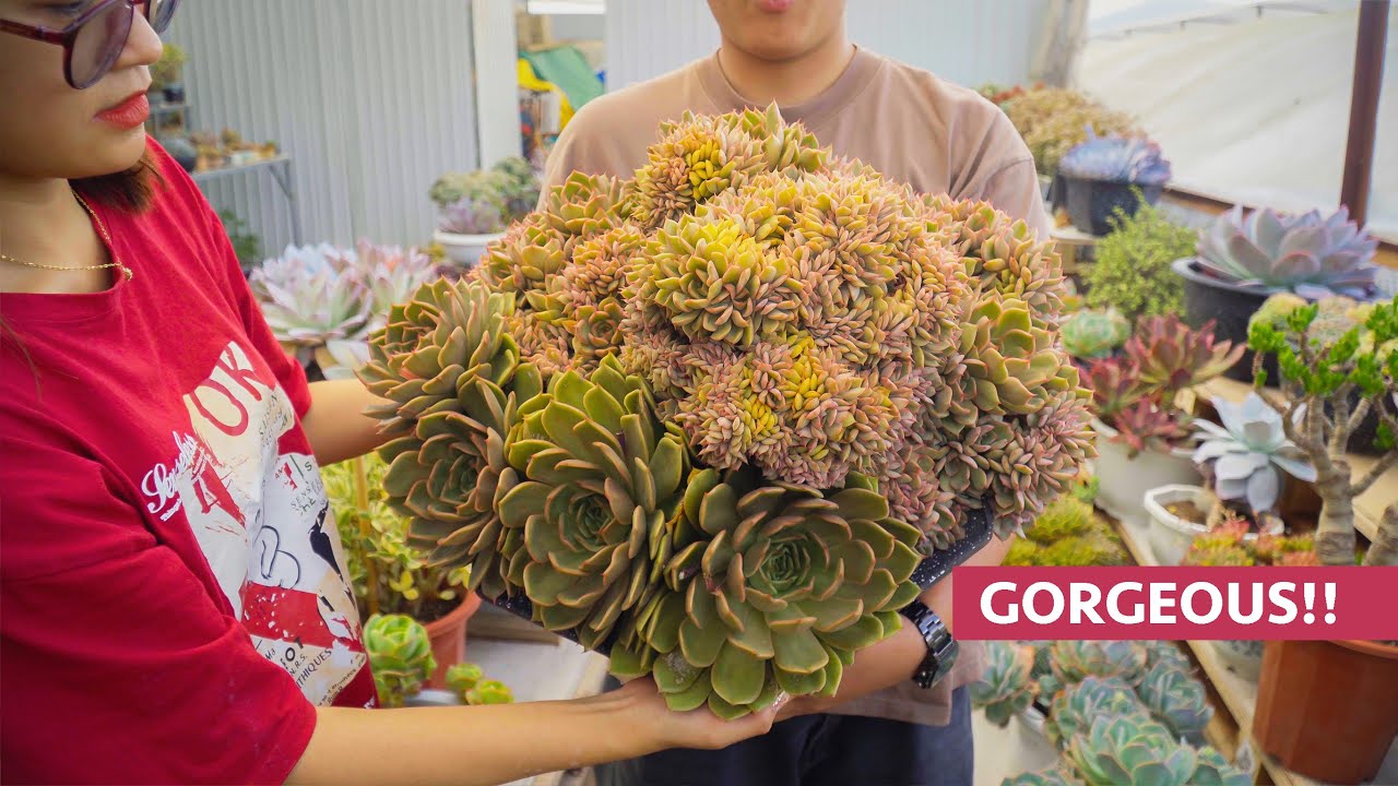 Gorgeous Crested Succulents // Joy Garden Succulent