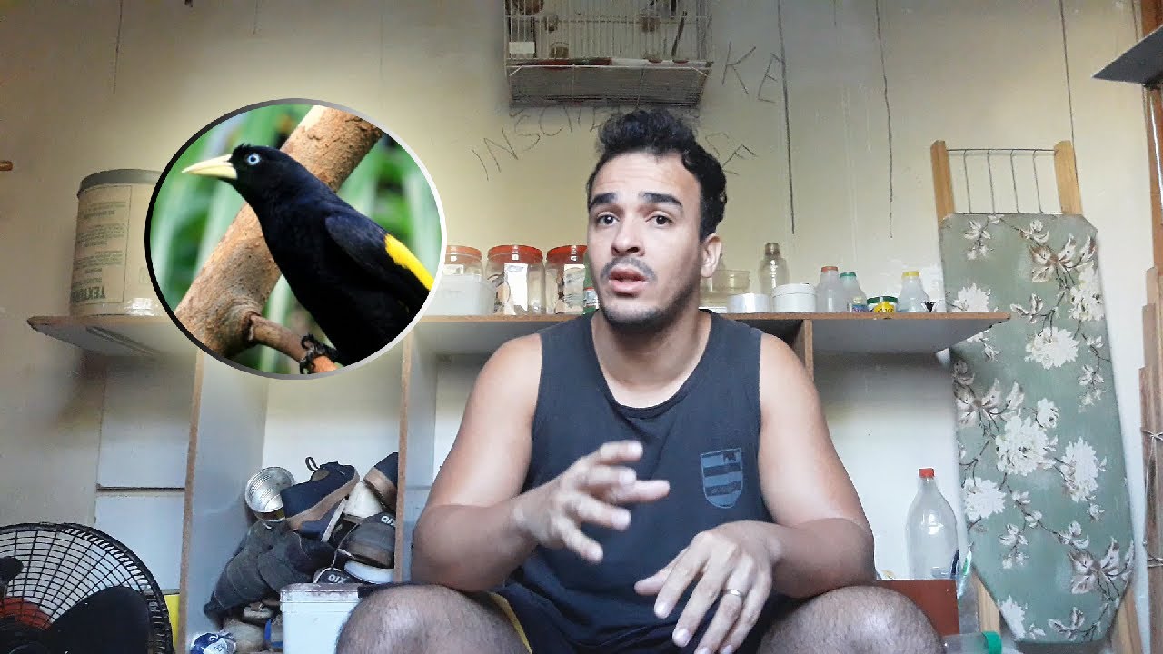 xexéu macho ou fêmea como saber (Cacicus cela) japiim macho ou fêmea