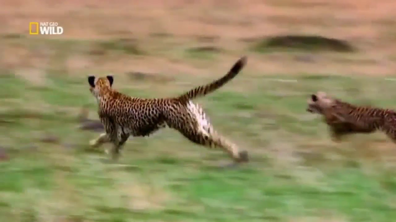 I cuccioli di Wild Ep4 I golosoni