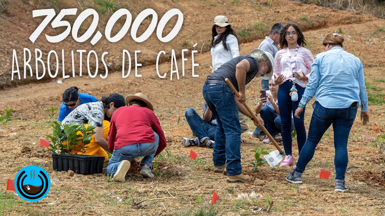 Siembran 750 mil arbolitos de caf&eacute; en la monta&ntilde;a de Adjunta, Puerto Rico #ProCaf&eacute;