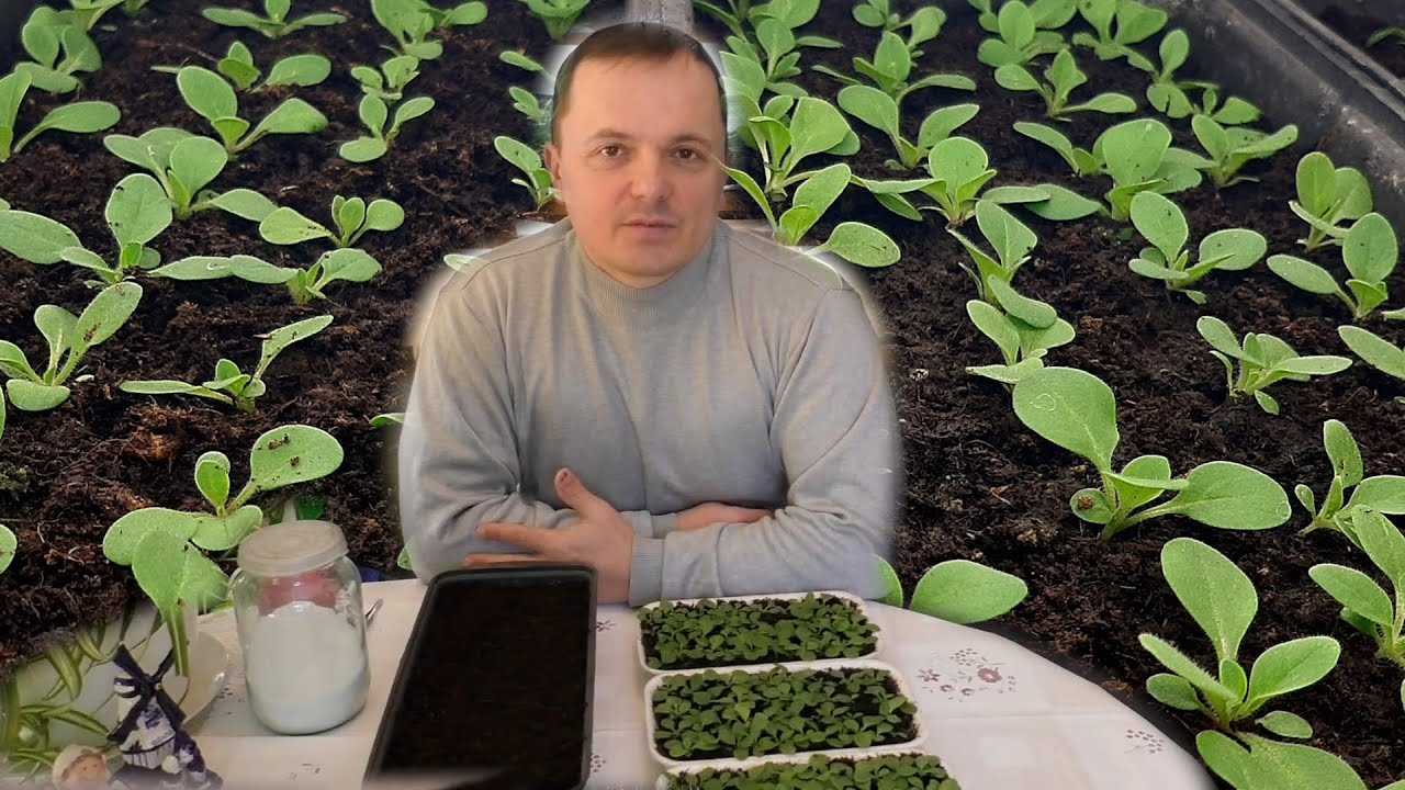 Хотите вырастить красивую рассаду петунии? Повторяйте за нами.