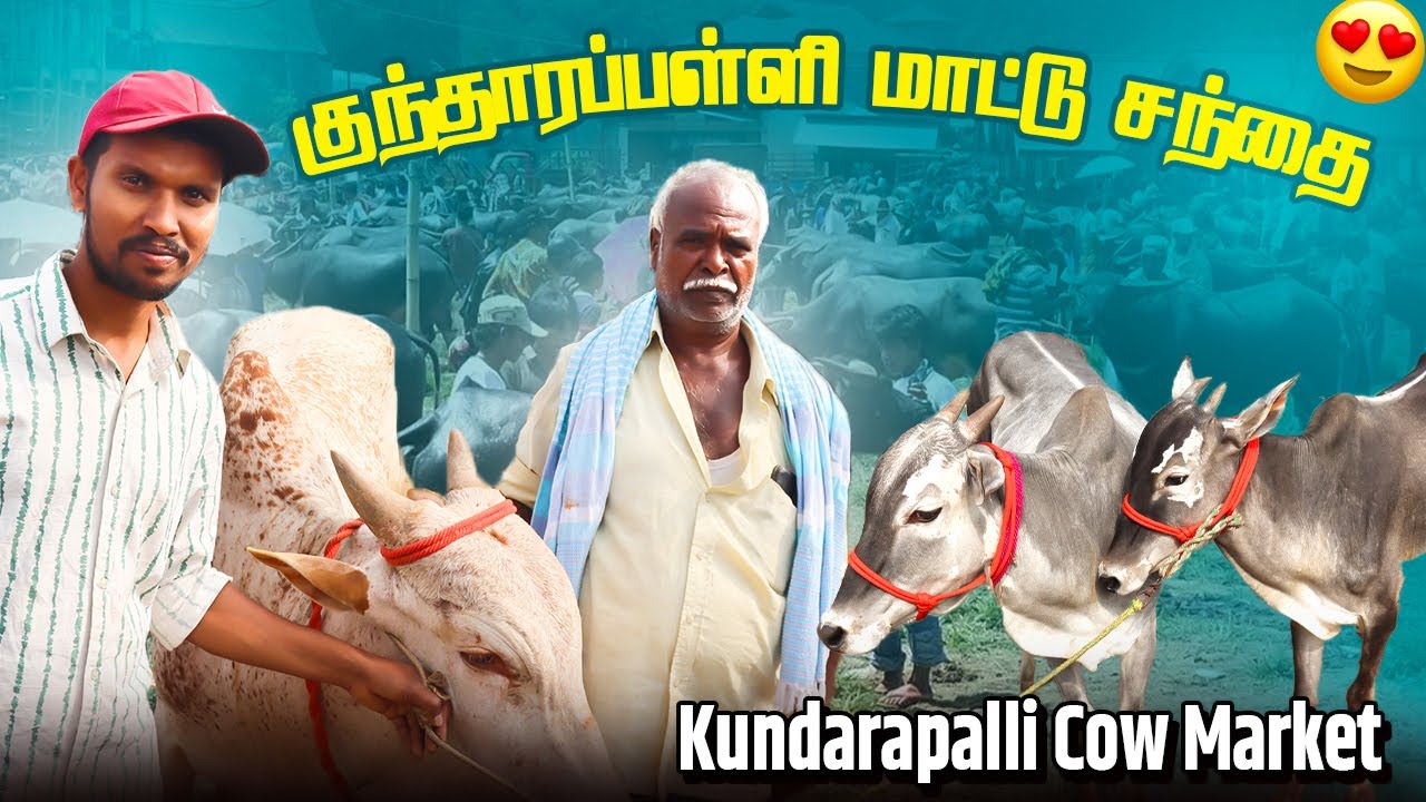 குந்தாரப்பள்ளி மாட்டு சந்தை | இன்று நடந்த நேரடி மாடு விற்பனை | Kundarapalli Cow Market