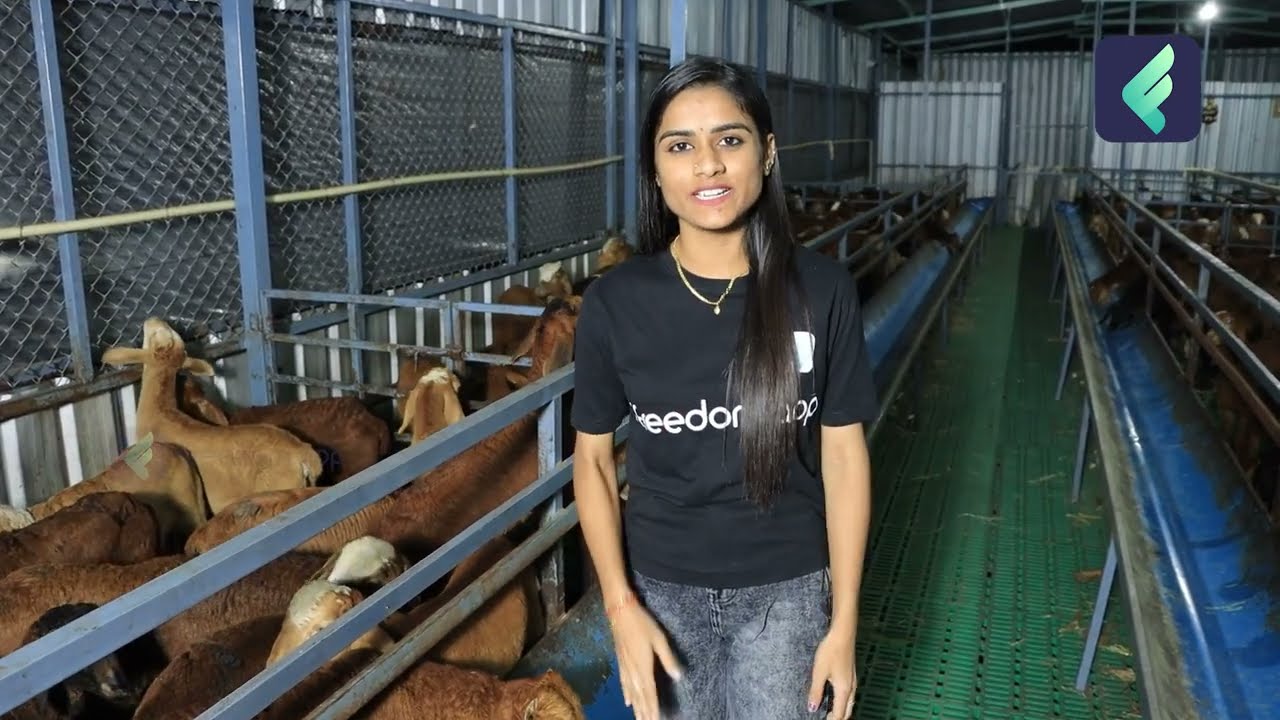 Sindhanur Sheep Rearing Explained in Telugu | Best Sheep Breed in Telugu | Sheep Rearing Profits
