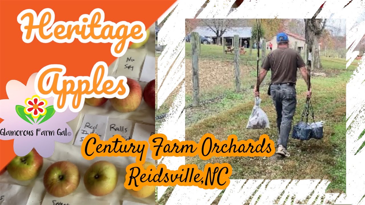 Heritage Apple Trees found and purchased at Century Farm Orchard in Reidsville, NC