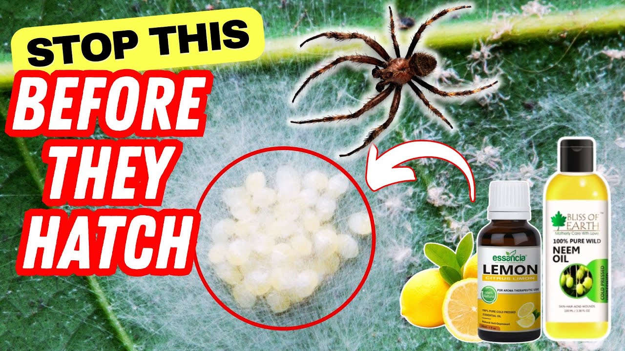 How to Remove Spider Eggs from Plants Naturally 🕷️Quick Proven Methods