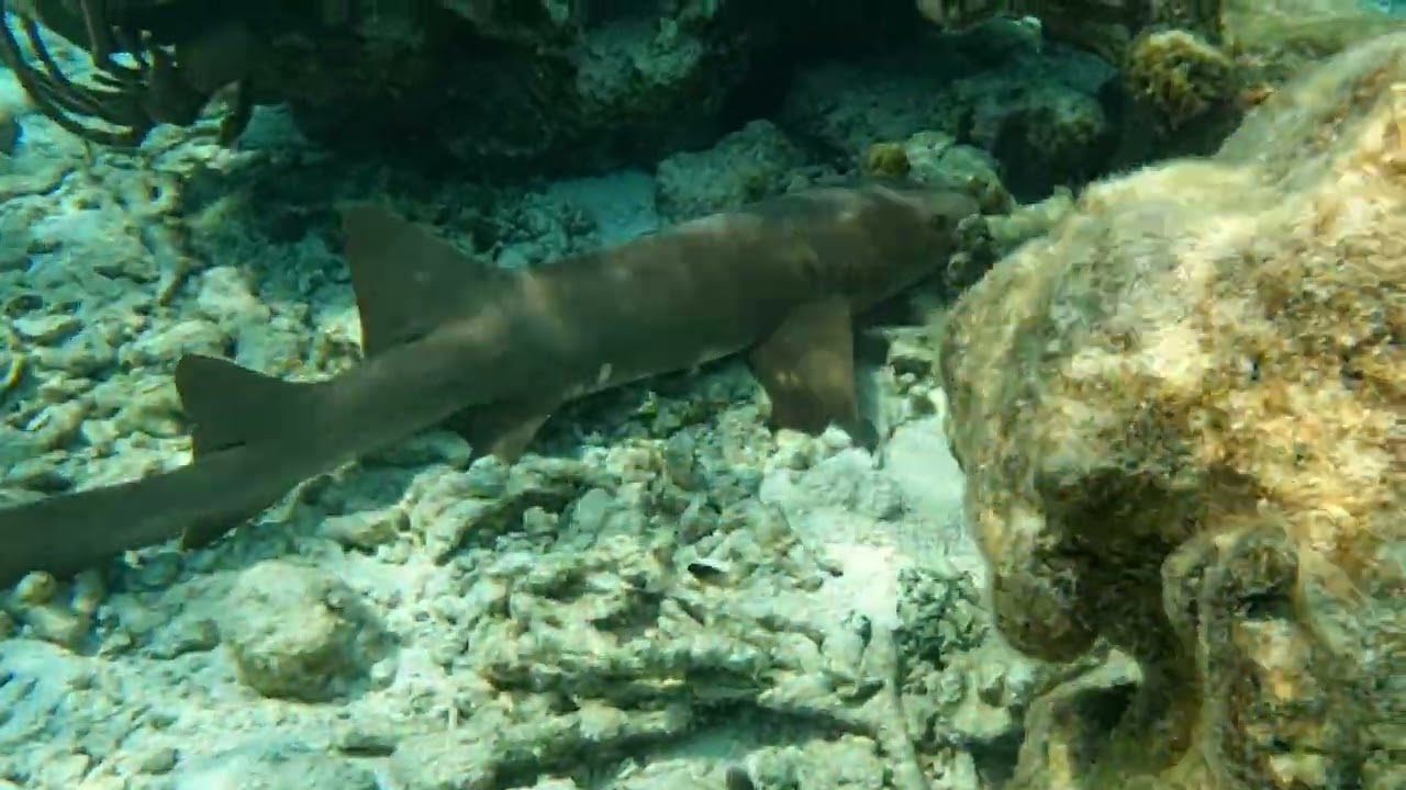 Coco Plum Island Resort - Snorkeling May 2024