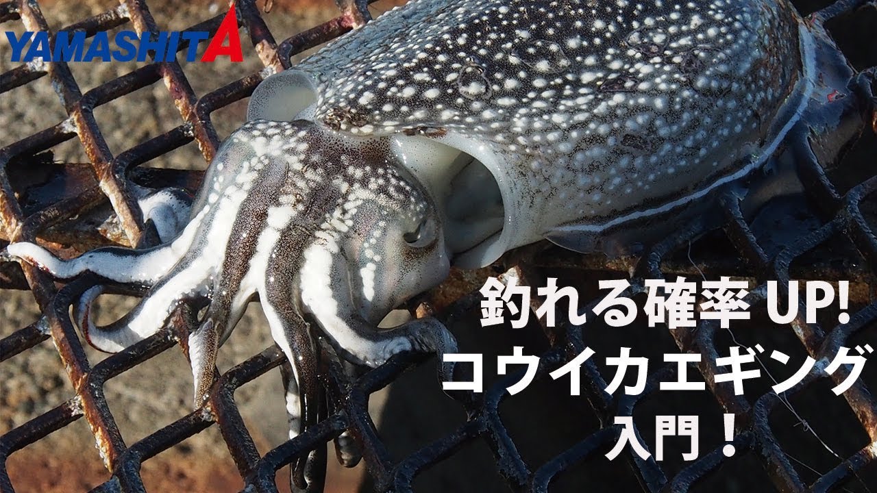 釣れる確率UP！コウイカエギング入門！