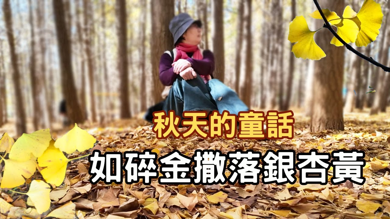 【旅居昆明金秋季】如碎金灑落銀杏黃★從綠轉黃到葉落看秋天的童話，吃特色美食