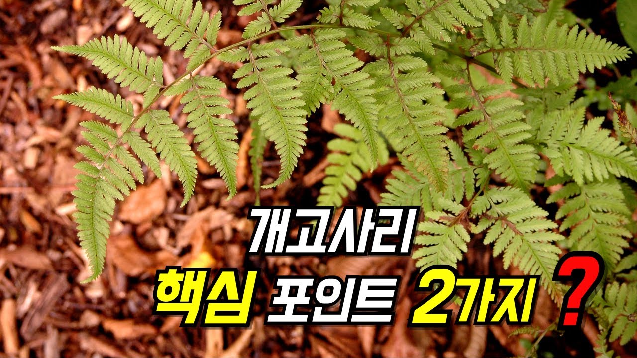퍼니의 양치식물, 개고사리 핵심 포인트 2가지? Athyrium niponicum (Mett.) Hance
