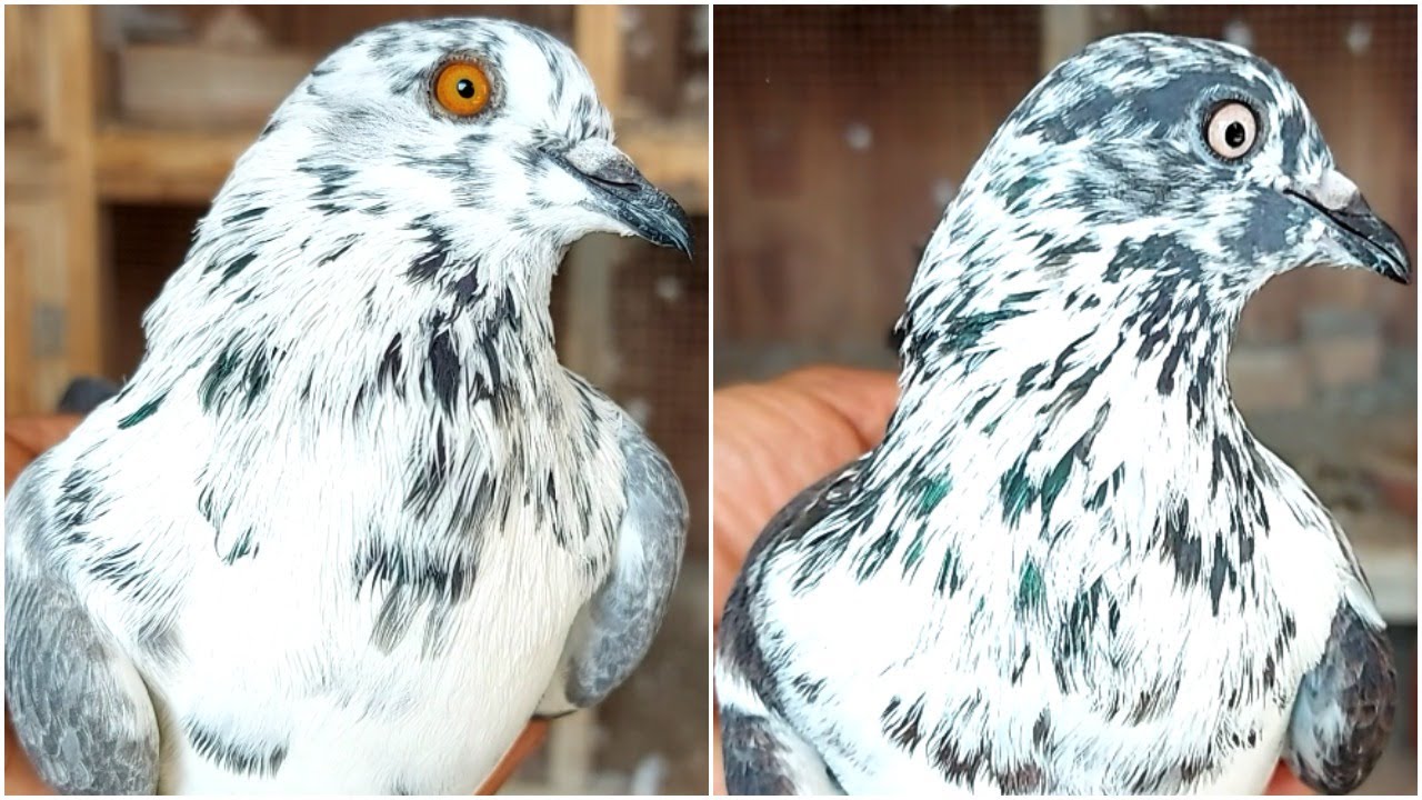 Top Gillani Group Pigeons 2020