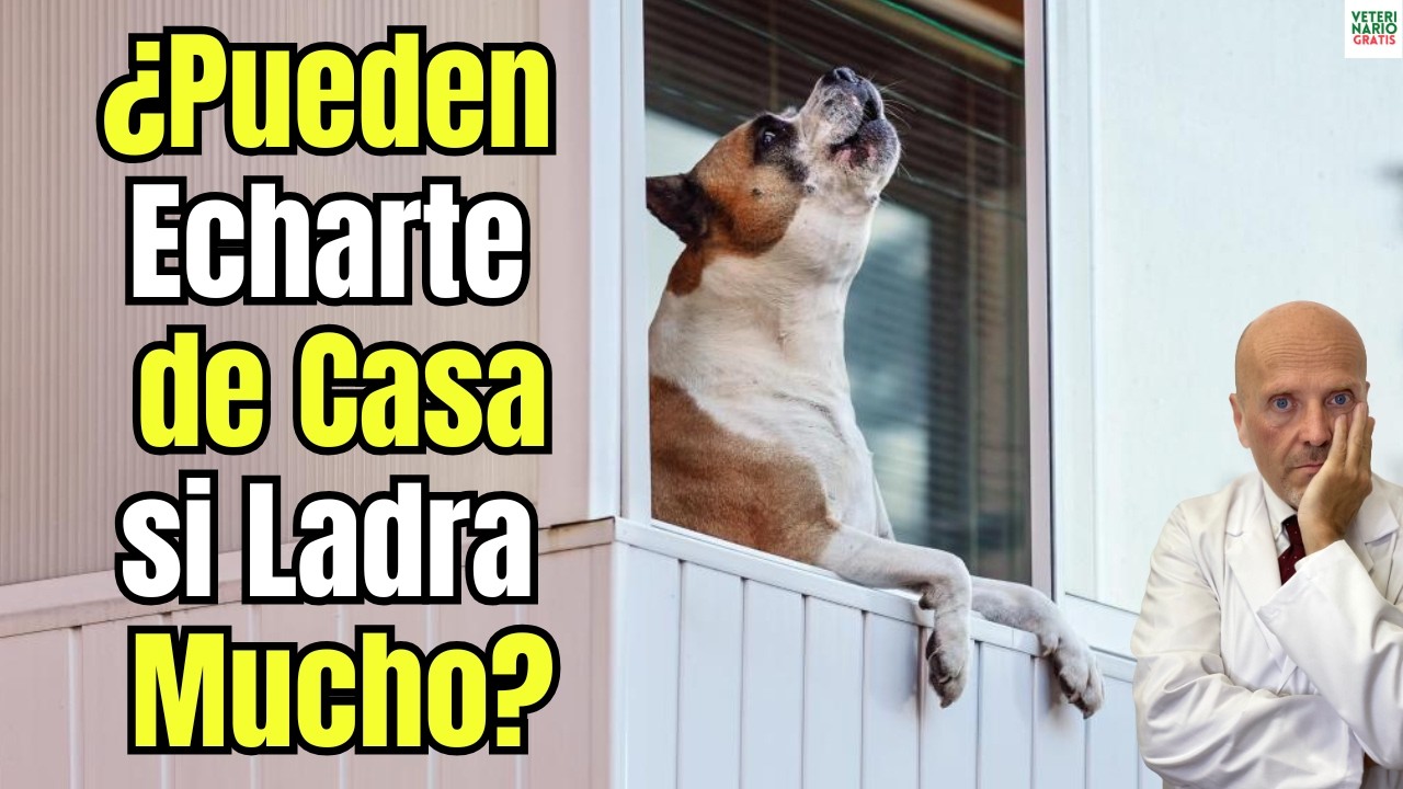 📢🐶 ¿TE PUEDEN ECHAR DE CASA SI TU PERRO LADRA MUCHO? 📢🐶