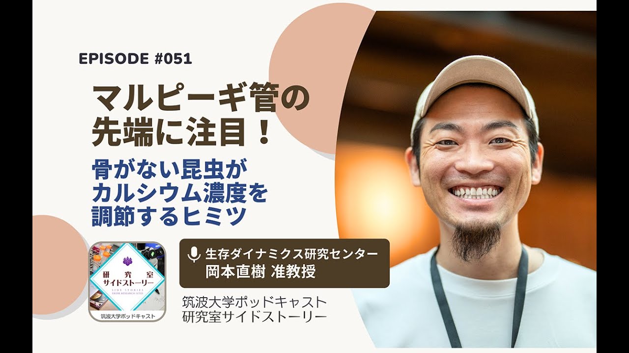 #051 マルピーギ管の先端に注目！骨がない昆虫がカルシウム濃度を調節するヒミツ／生存ダイナミクス研究センター　岡本直樹 准教授