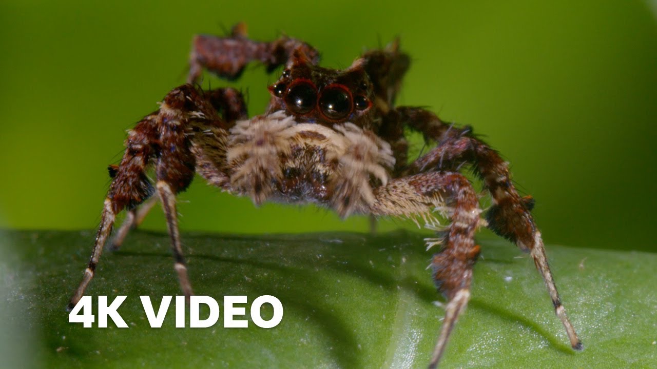 Spider With Three Super Powers | 4K UHD | The Hunt | BBC Earth
