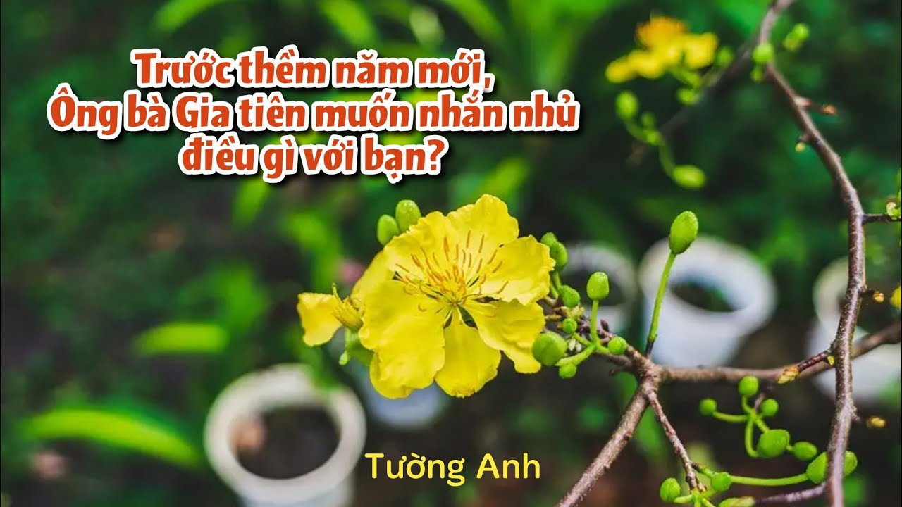 Trước thềm năm mới, Ông bà Gia tiên muốn nhắn nhủ điều gì với bạn? 🌱⚖️🌻🌈💰💼🌿🍀(Chọn 1 trong 2 tụ bài)