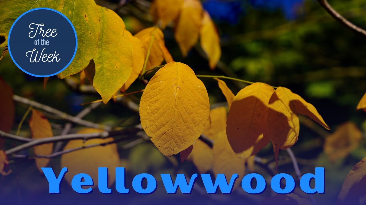 Tree of the Week: Yellowwood