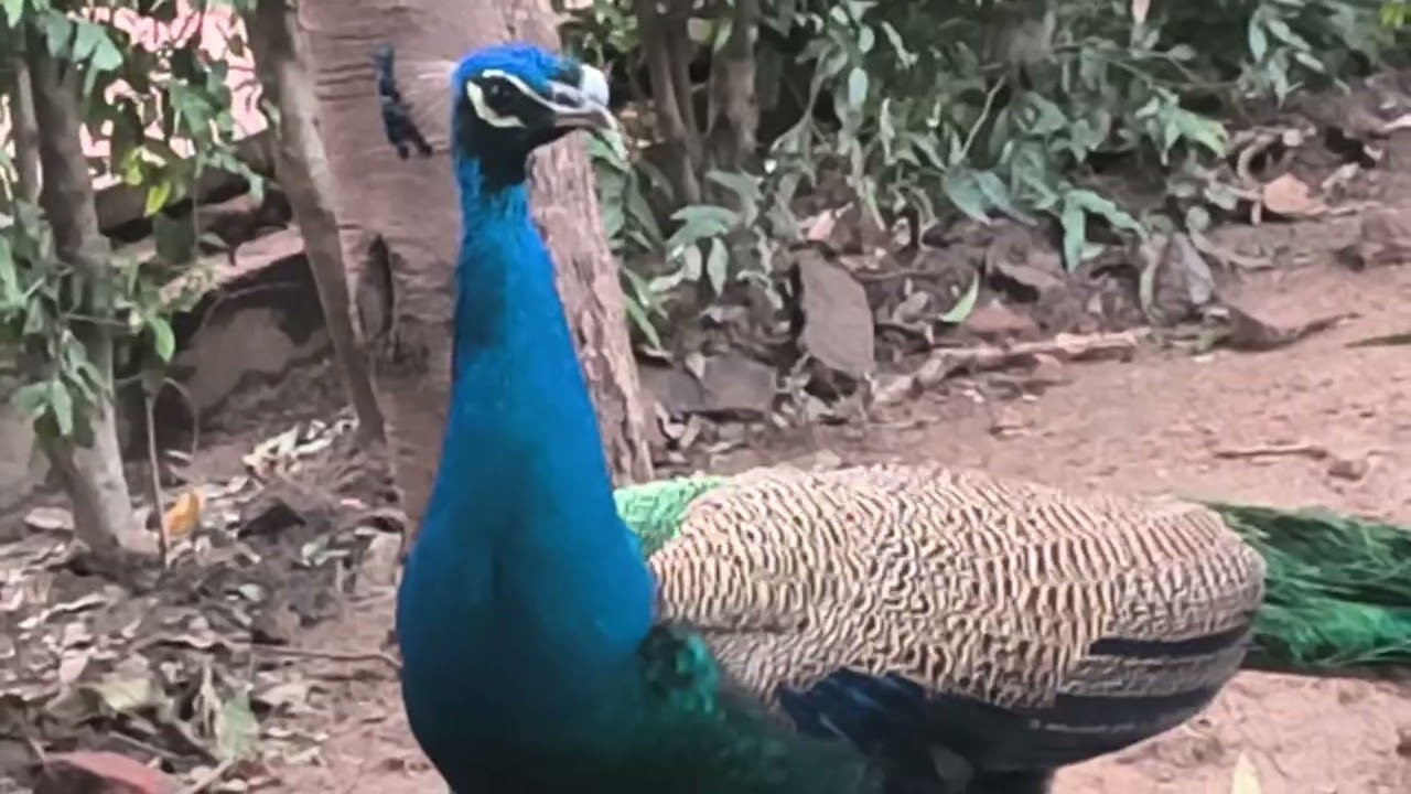 🦚🦚Look at the love between two peacocks, they are not willing to separate from each other#viral 