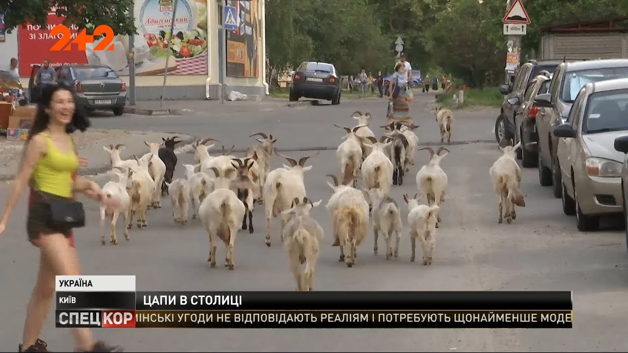 В Киеве женщина содержит тридцать коз: они гуляют между машин и пешеходов