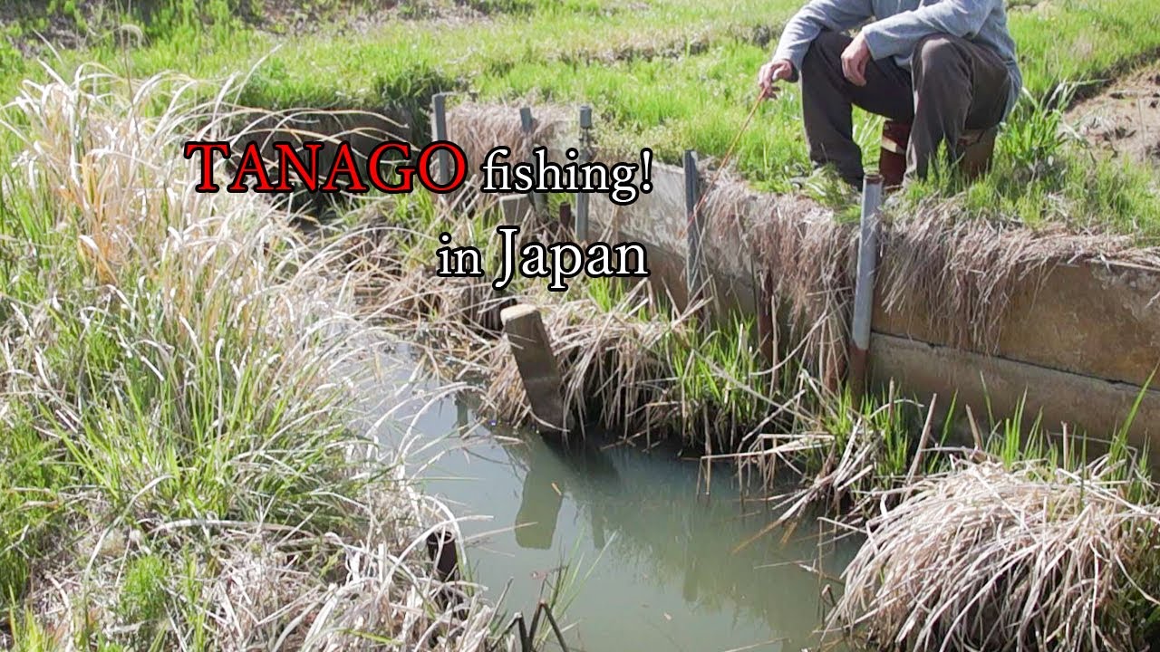 TANAGO fishing in Japan 【micro fishing】 Tanago fish swarming on the water surface!