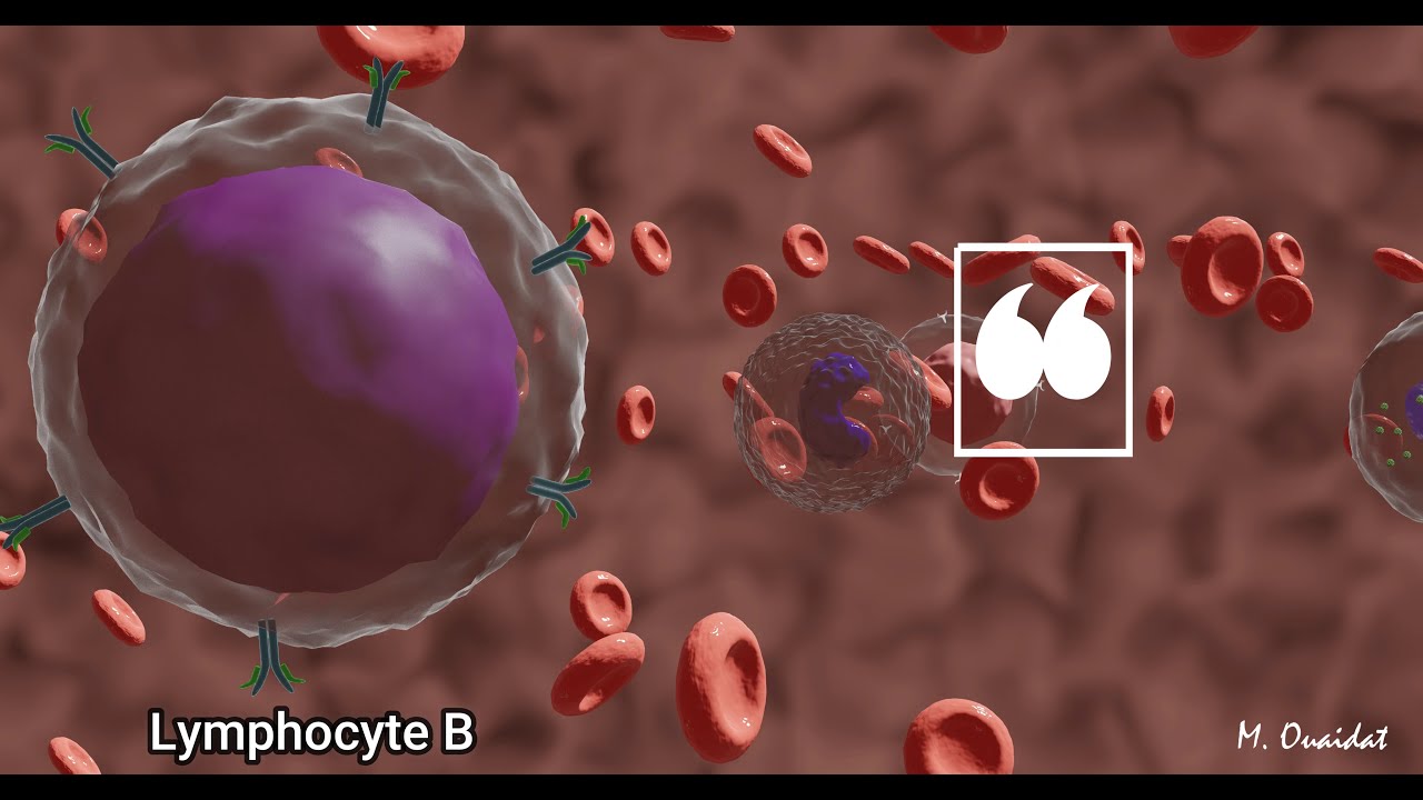 Les cellules du sang observ&eacute;es au microscope (frottis sanguin): globules rouges et leucocytes - 3D