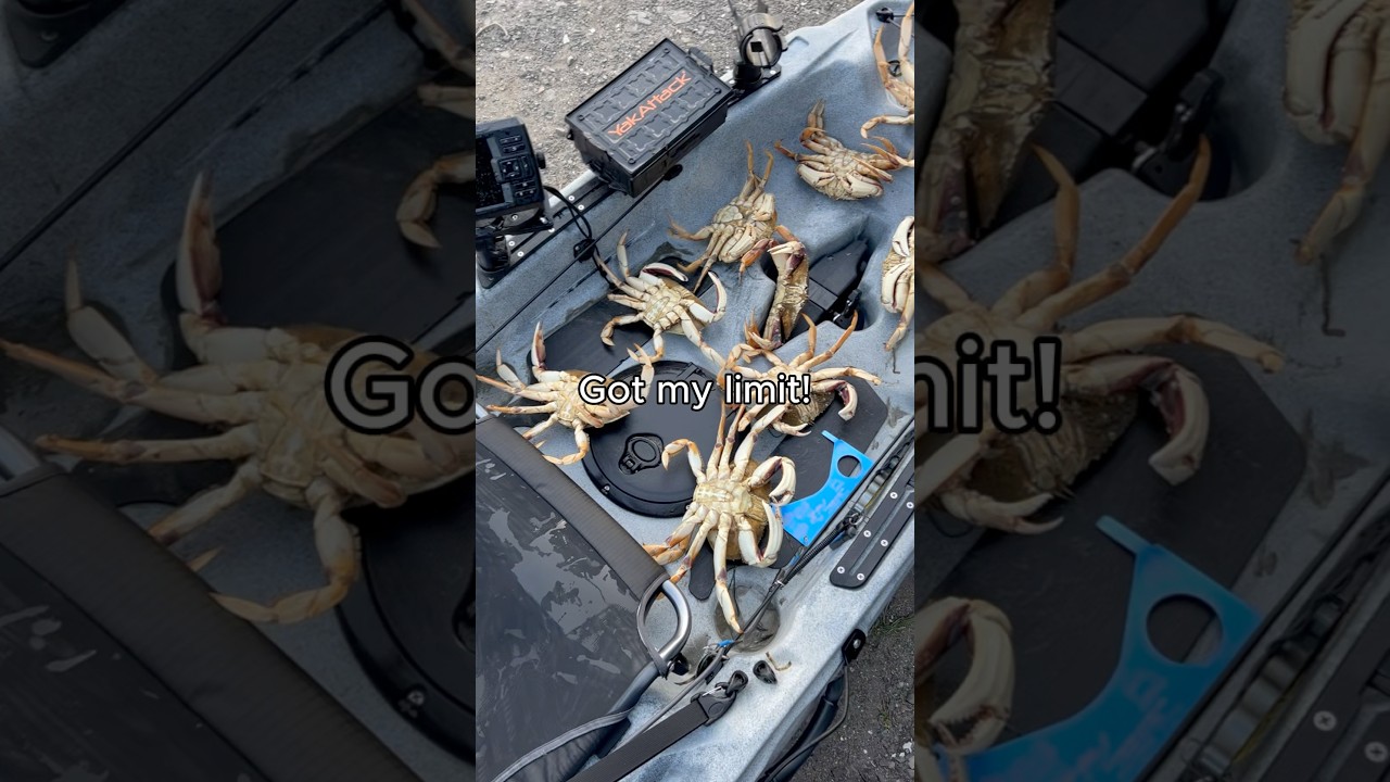 Limits of Dungeness Crabs from kayak. Fishing out of Bodega Bay, CA
