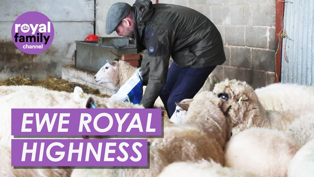 Prince William Wins Woolly Hearts Feeding Sheep at Family Farm