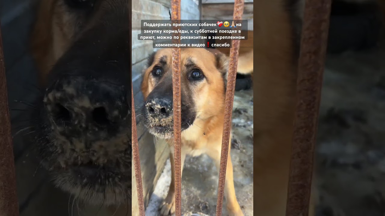 ❗️помогайте-помогать❗️поддержать их кормом, едой к ближайшей, субботней поездке🙏🏼❤️&zwj;🩹🐶🤗