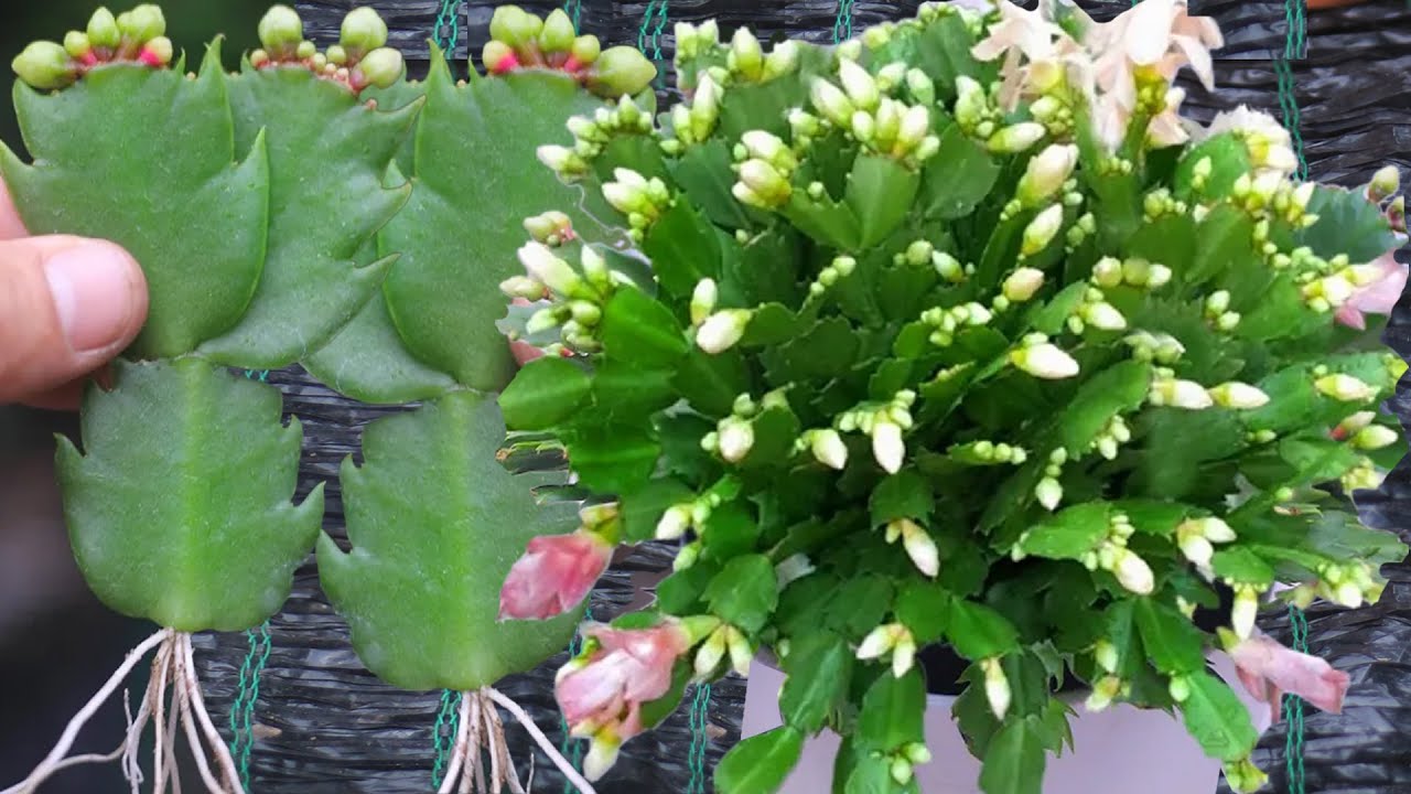 Easy Christmas Cactus Propagation In Just 2 Weeks Without Fuss