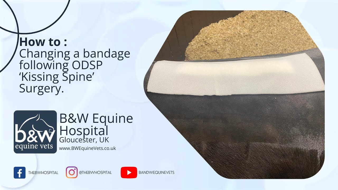 ODSP 'Kissing Spine' Surgery Bandage change - B&W Equine Hospital