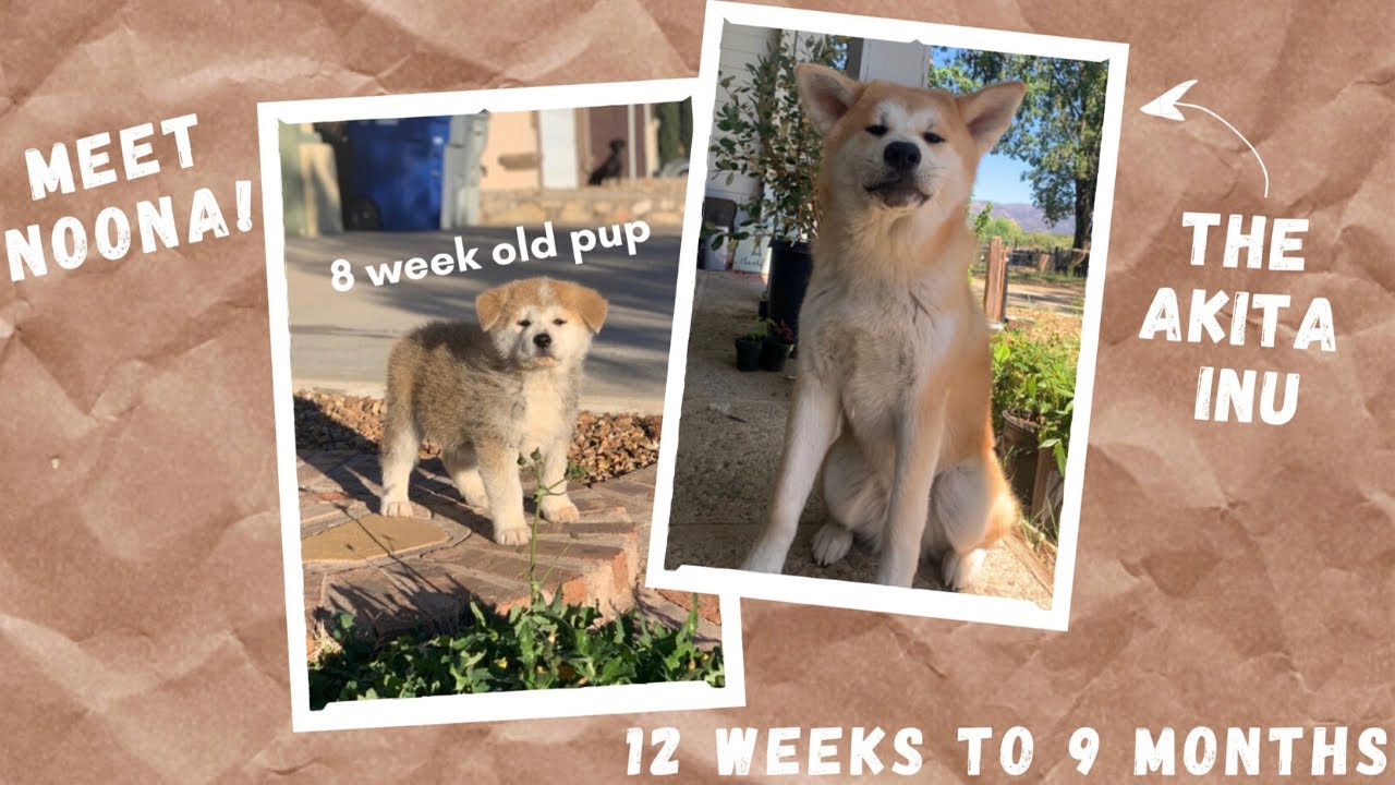 12 WEEKS TO 9 MONTHS PUPPY GROWTH | AKITA INU | Meet my new dog!
