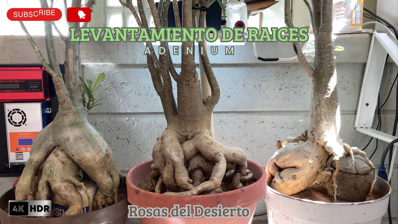 Levantamiento de Raices en Rosas del Desierto Adenium