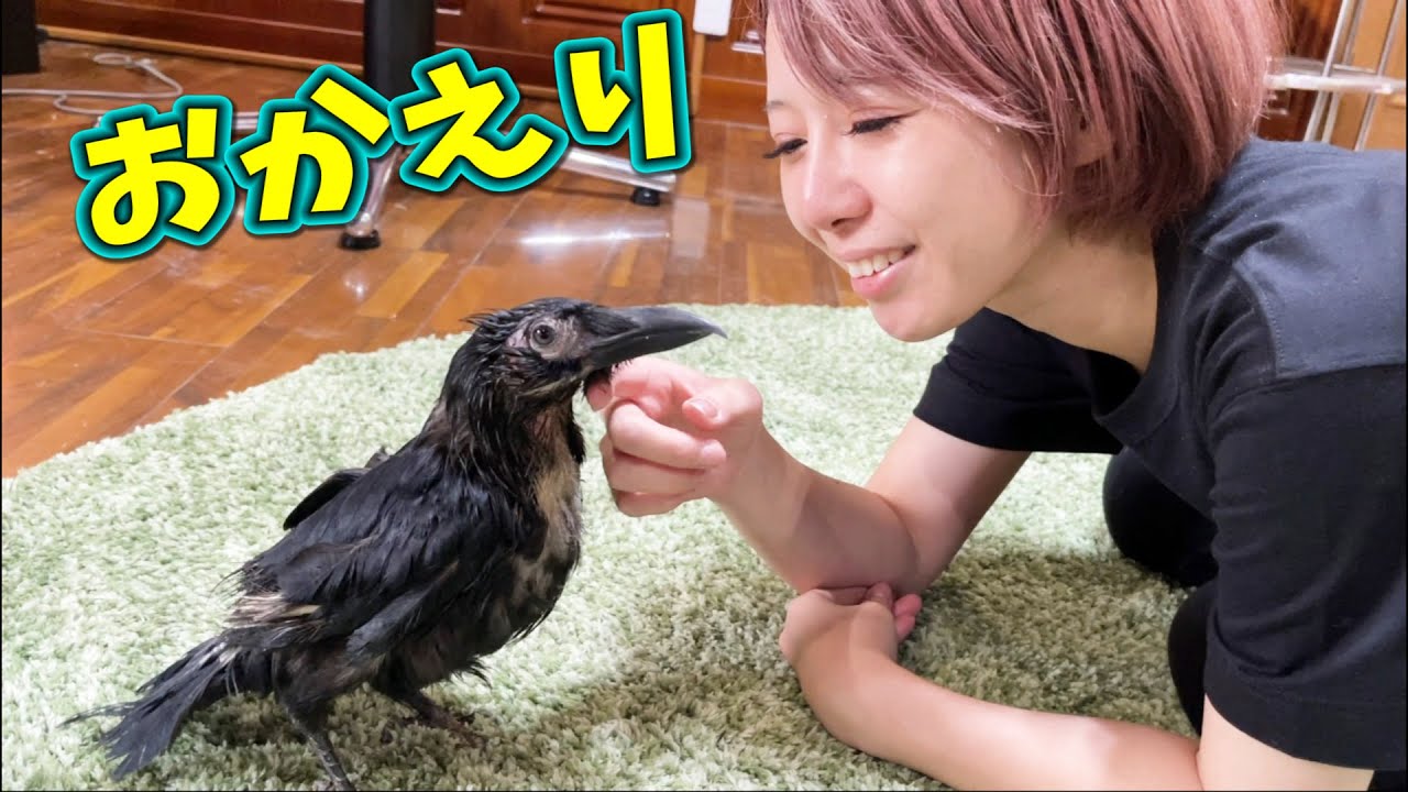 カラスのささみ、ママの帰ってくる時間が正確に分かるようです！！