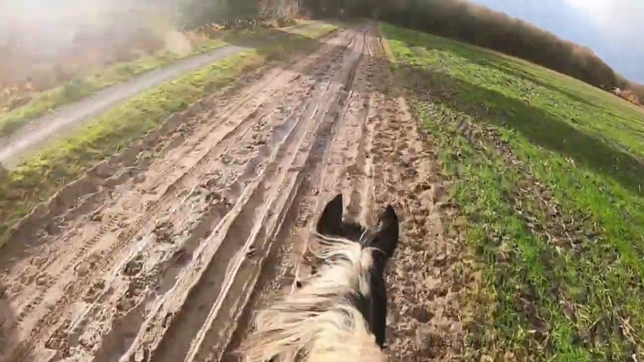 Rchetfjordenpaard huren 17-11-2024