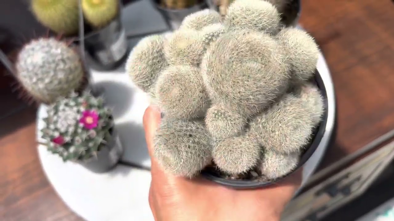 Big plant haul! Cacti and succulents / I went to Florida cactus